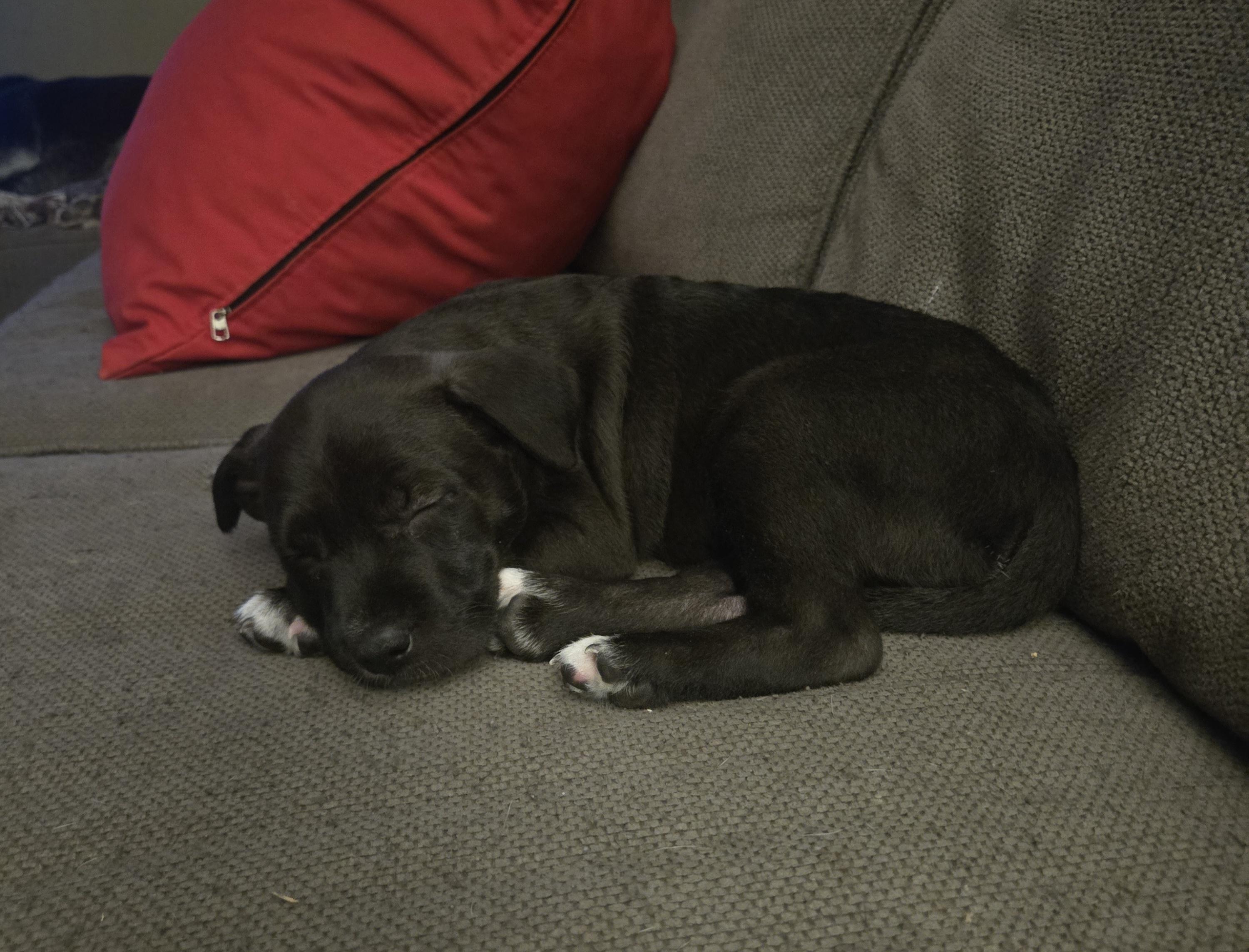 Percy, a ADOPTABLE mixed breed in Aurora, IL image 2/4