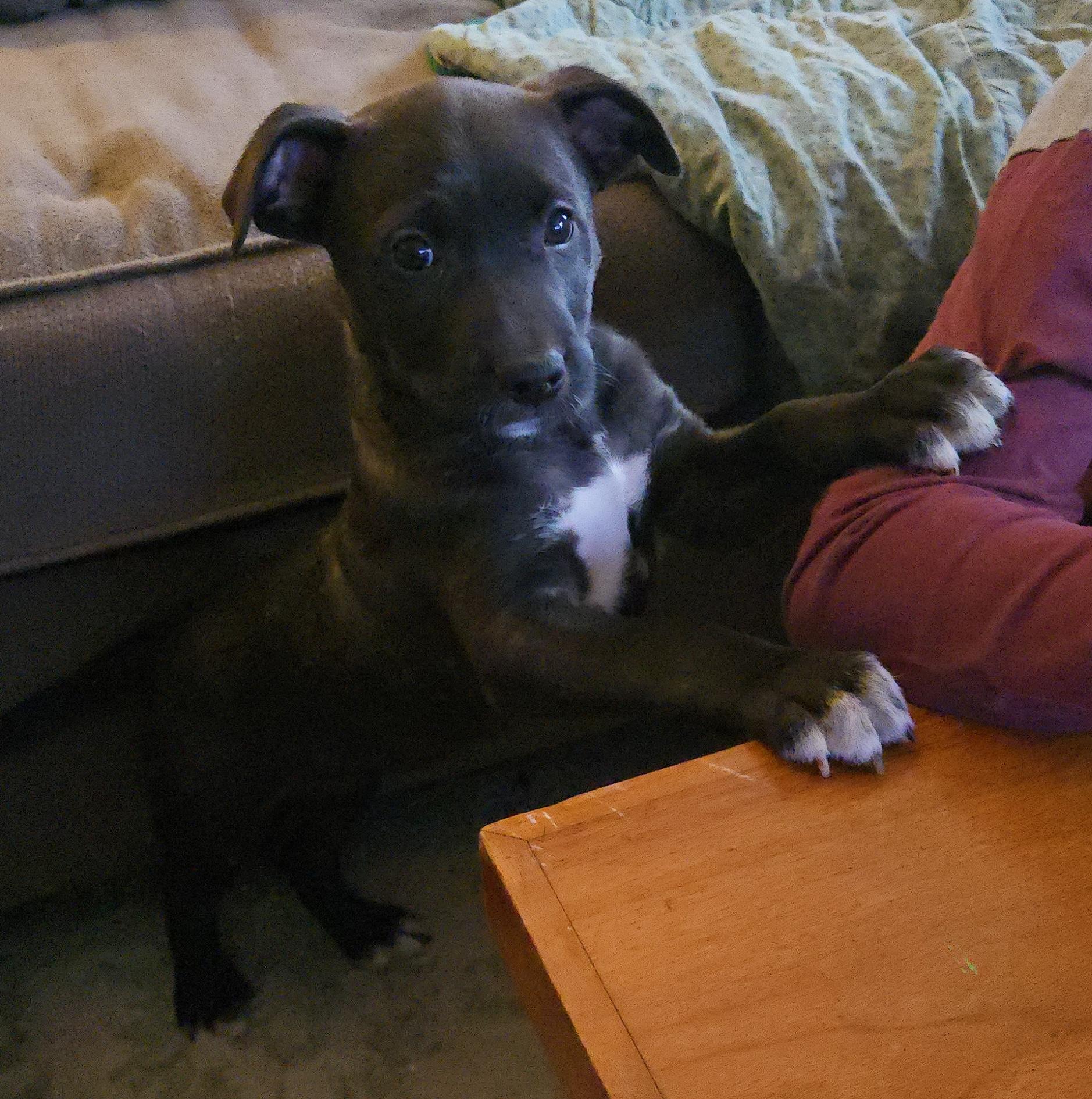 Percy, a ADOPTABLE mixed breed in Aurora, IL image 1/4