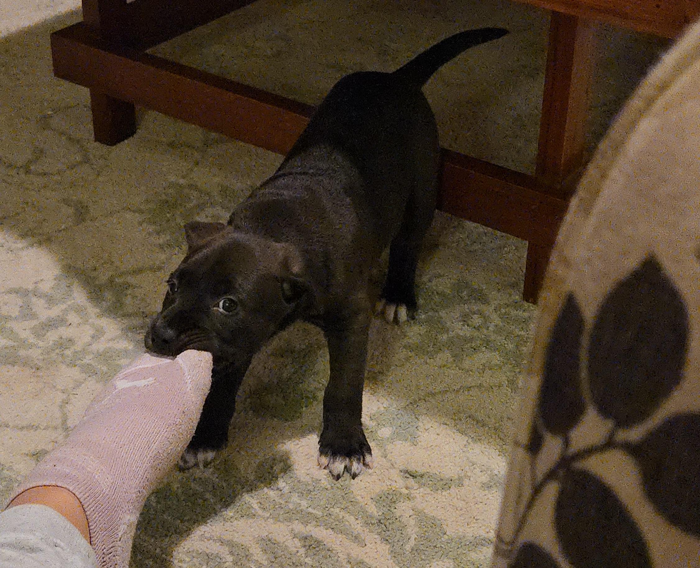 Percy, a ADOPTABLE mixed breed in Aurora, IL image 3/4