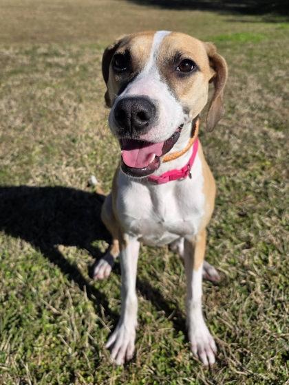 Opal — thumbnail 2