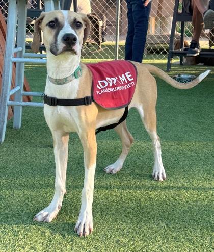 Opal — thumbnail 3