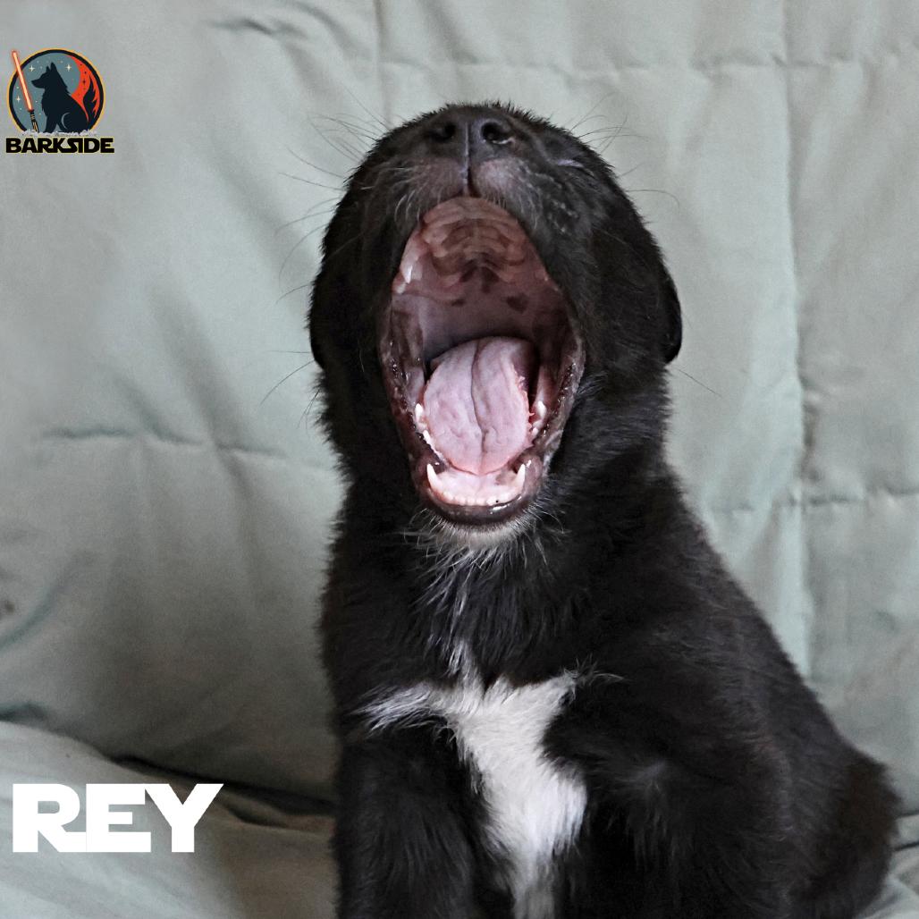 Rey, Adoptable, Puppy Female Mixed Breed.
