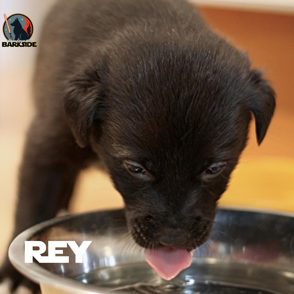Rey, a Adoptable Mixed Breed in Calgary, AB image 2/5