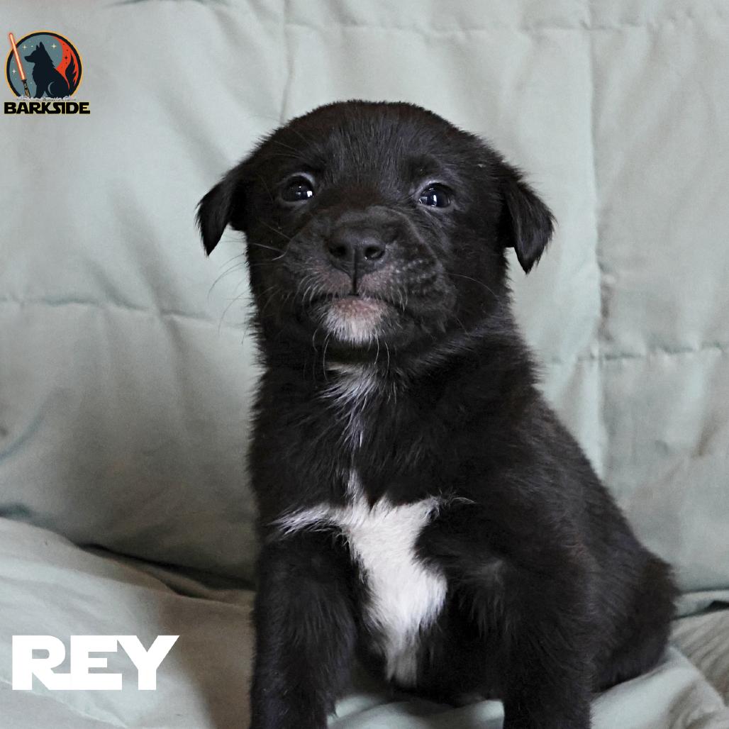 Rey, a Adoptable Mixed Breed in Calgary, AB image 3/5