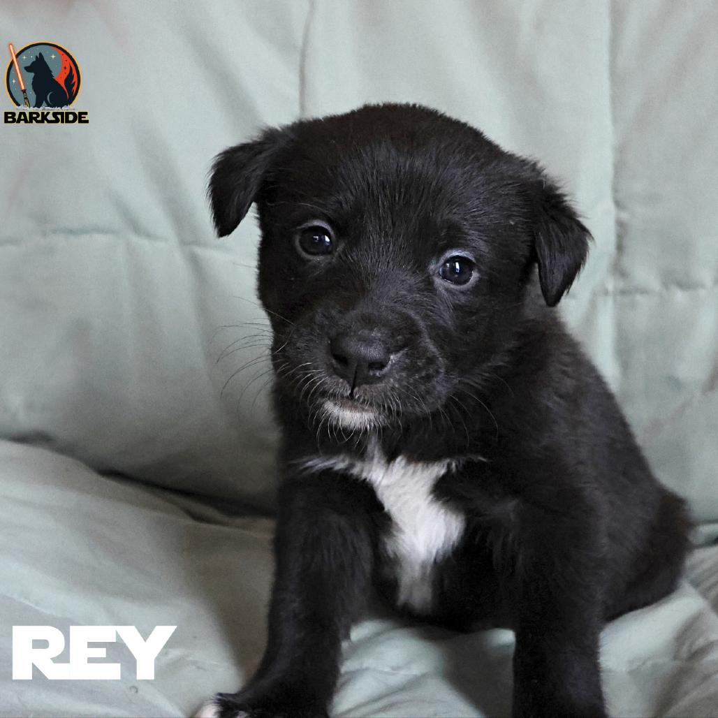 Rey, a Adoptable Mixed Breed in Calgary, AB image 4/5