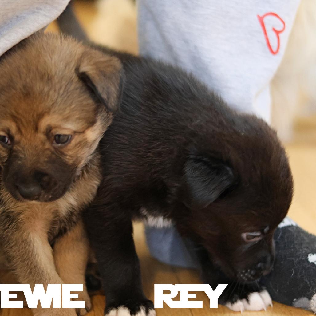 Rey, a Adoptable Mixed Breed in Calgary, AB image 5/5