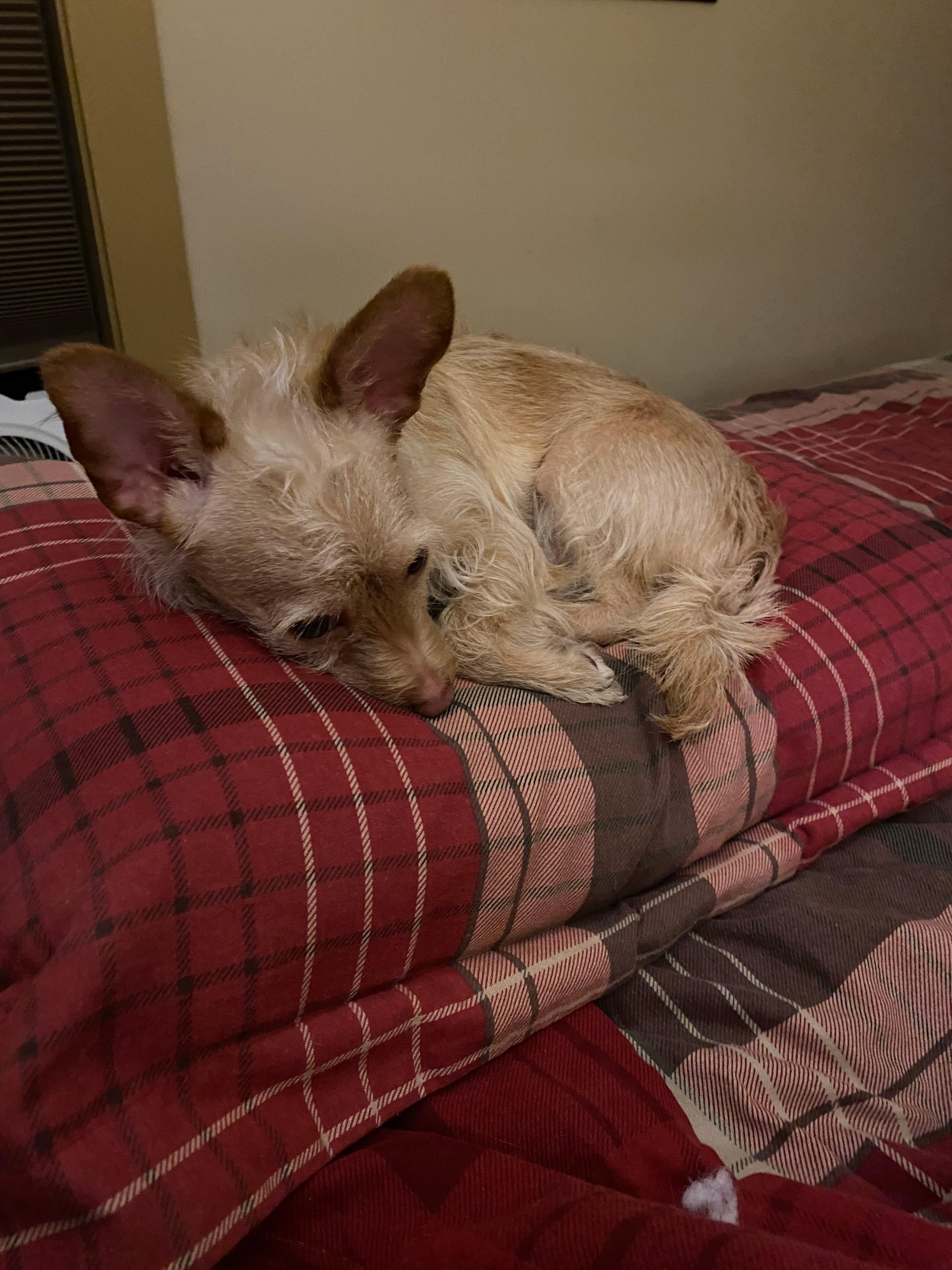 Enlarge Luka, a Adoptable mixed breed in Portland, ME image 3/5