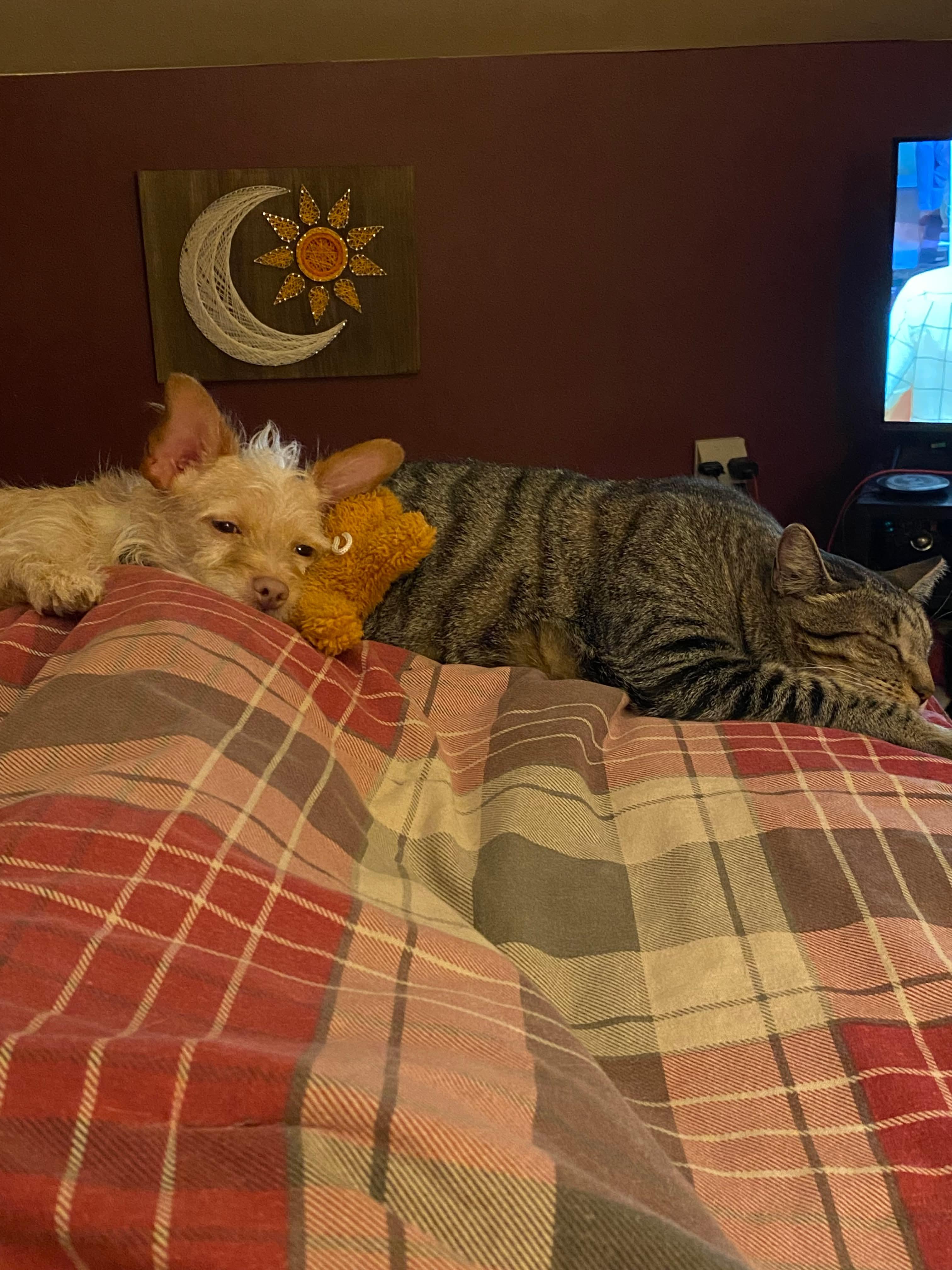 Enlarge Luka, a Adoptable mixed breed in Portland, ME image 2/5