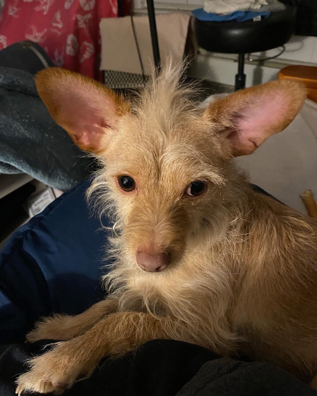 Enlarge Luka, a Adoptable mixed breed in Portland, ME image 4/5