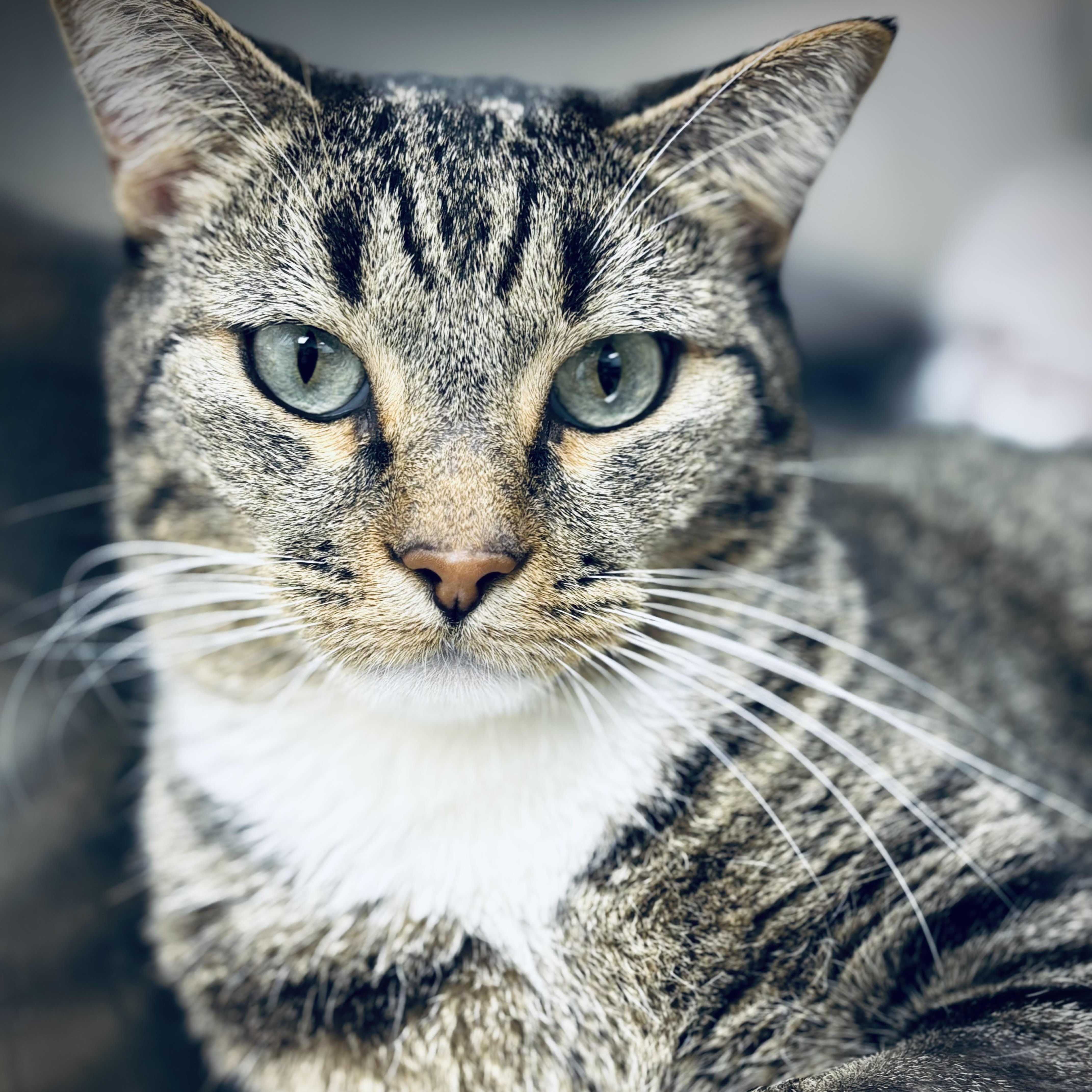 Enlarge Ollie, a Adoptable Domestic Short Hair in Colorado Springs, CO image 3/5