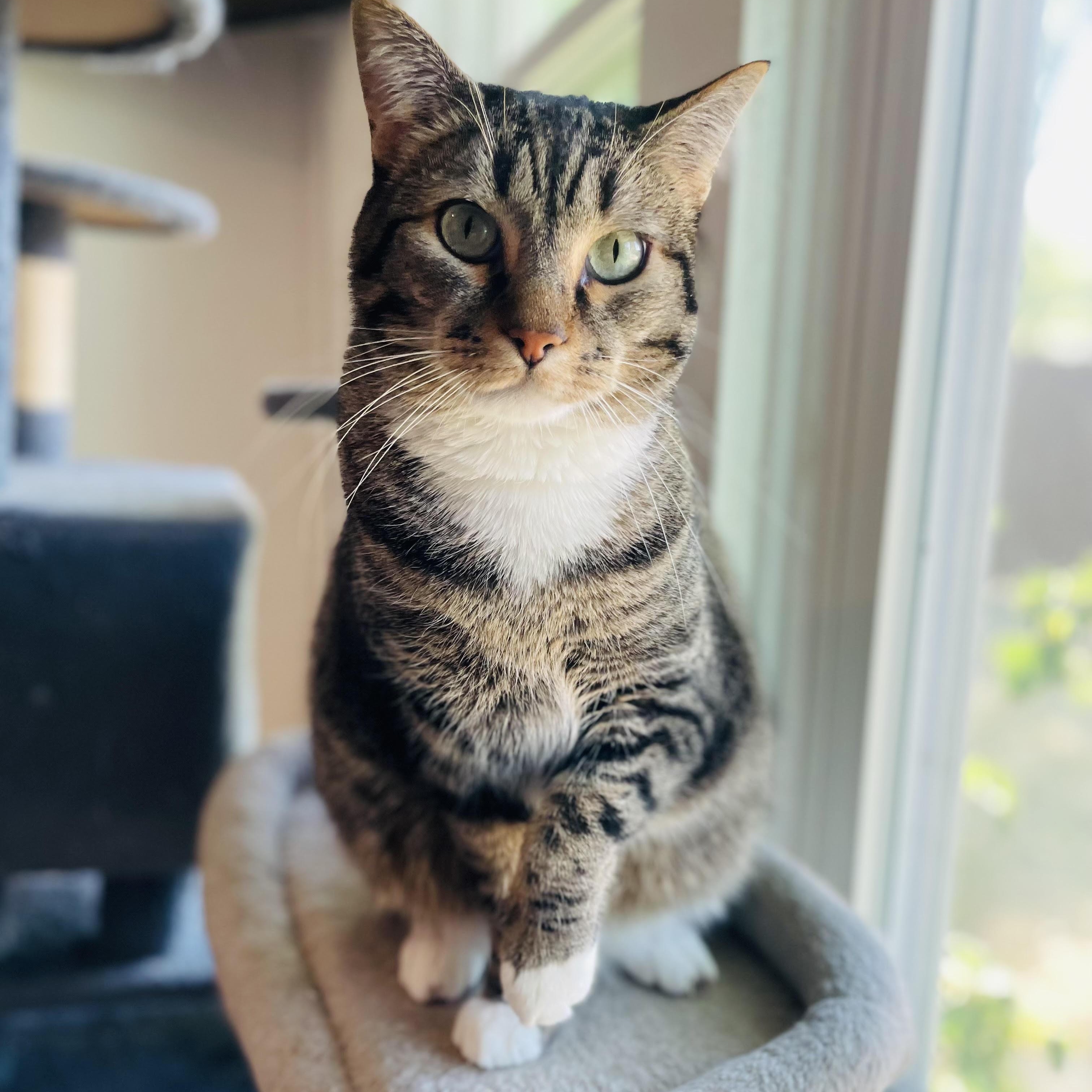 Enlarge Ollie, a Adoptable Domestic Short Hair in Colorado Springs, CO image 5/5
