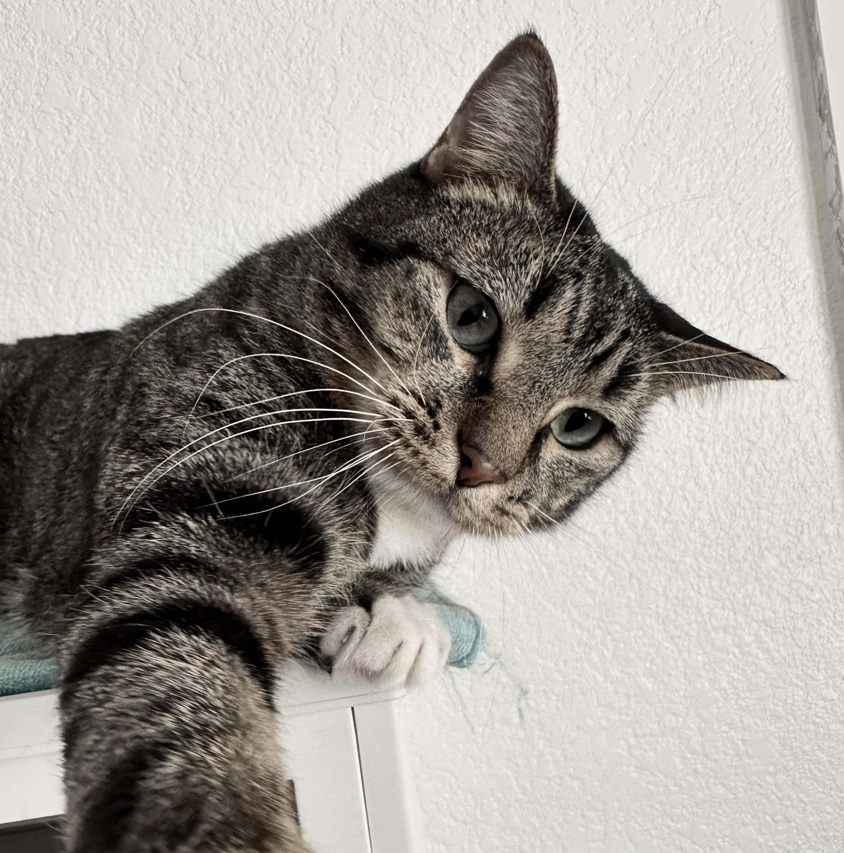 Enlarge Ollie, a Adoptable Domestic Short Hair in Colorado Springs, CO image 2/5