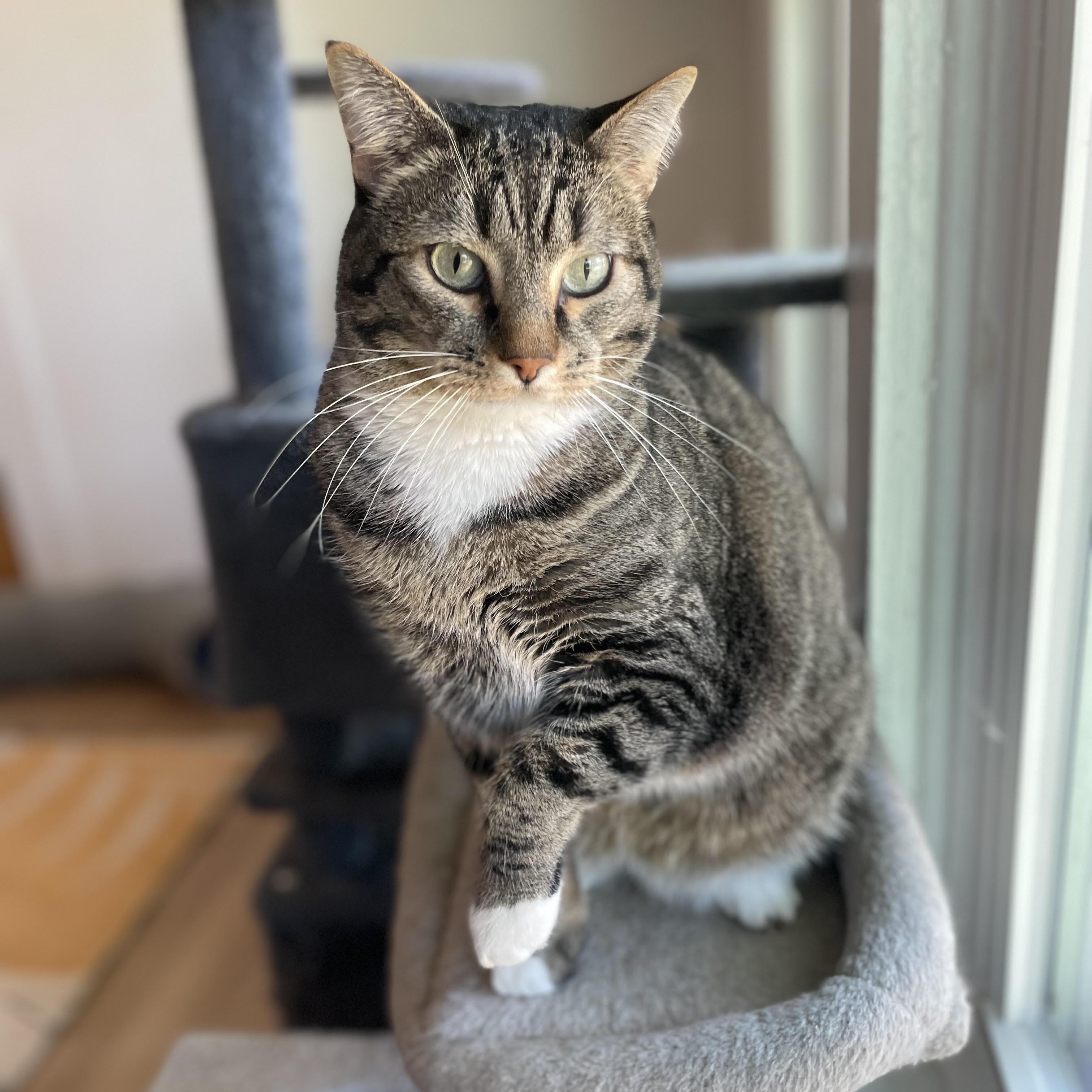 Enlarge Ollie, a Adoptable Domestic Short Hair in Colorado Springs, CO image 4/5