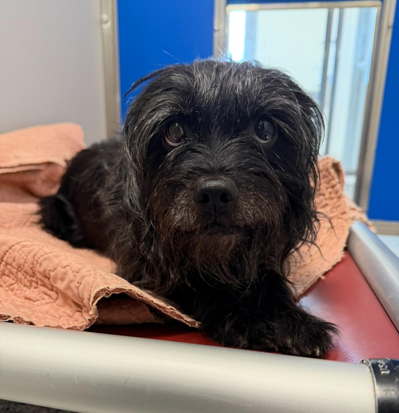 Tabitha, Adoptable, Adult Female Havanese.