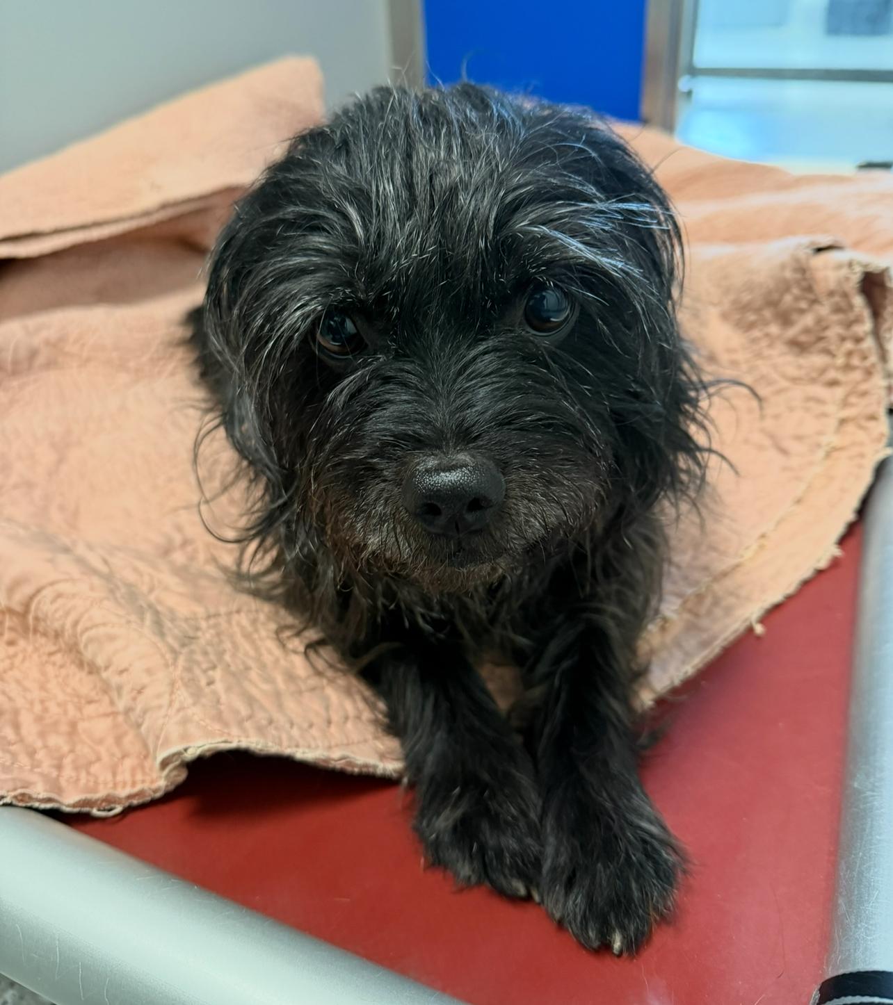 Tabitha, a Adoptable mixed breed in Prineville, OR image 2/5