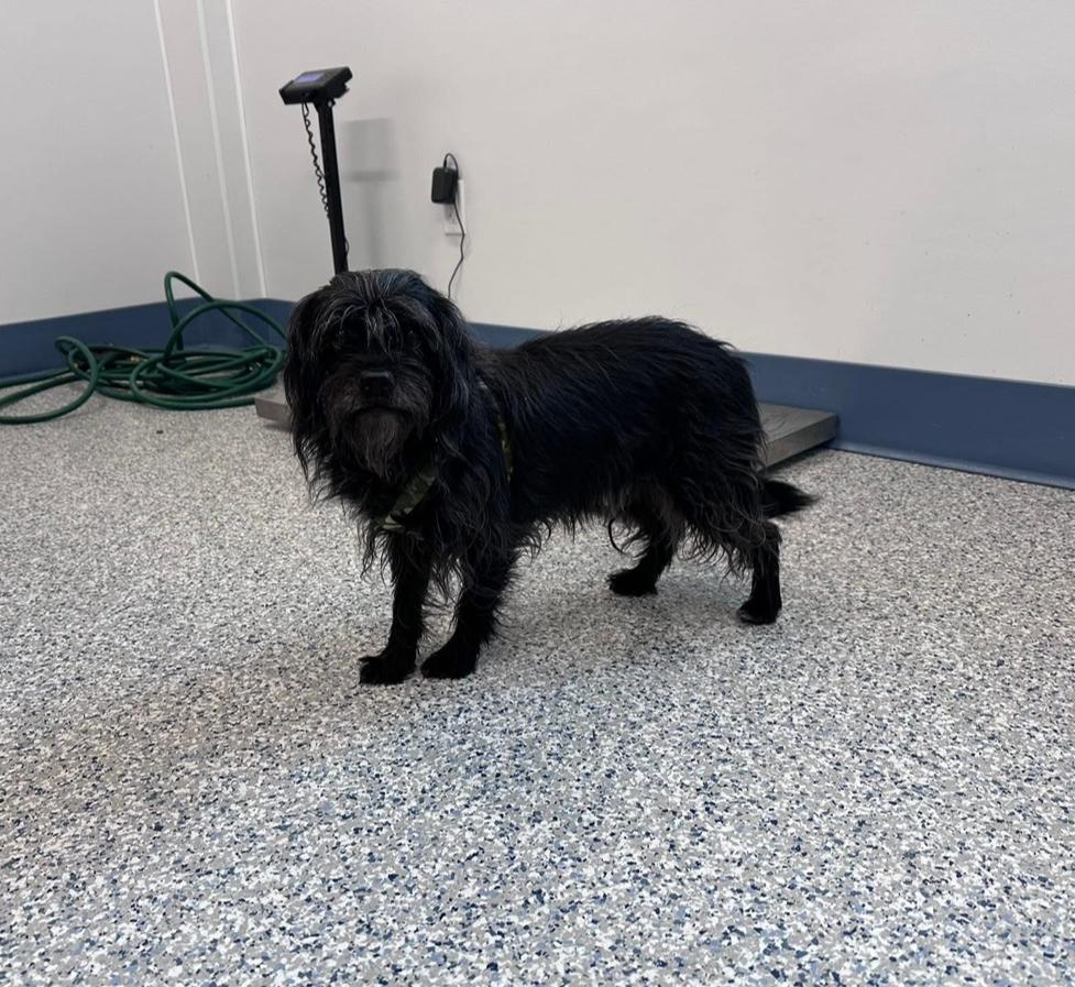 Tabitha, a Adoptable mixed breed in Prineville, OR image 3/5