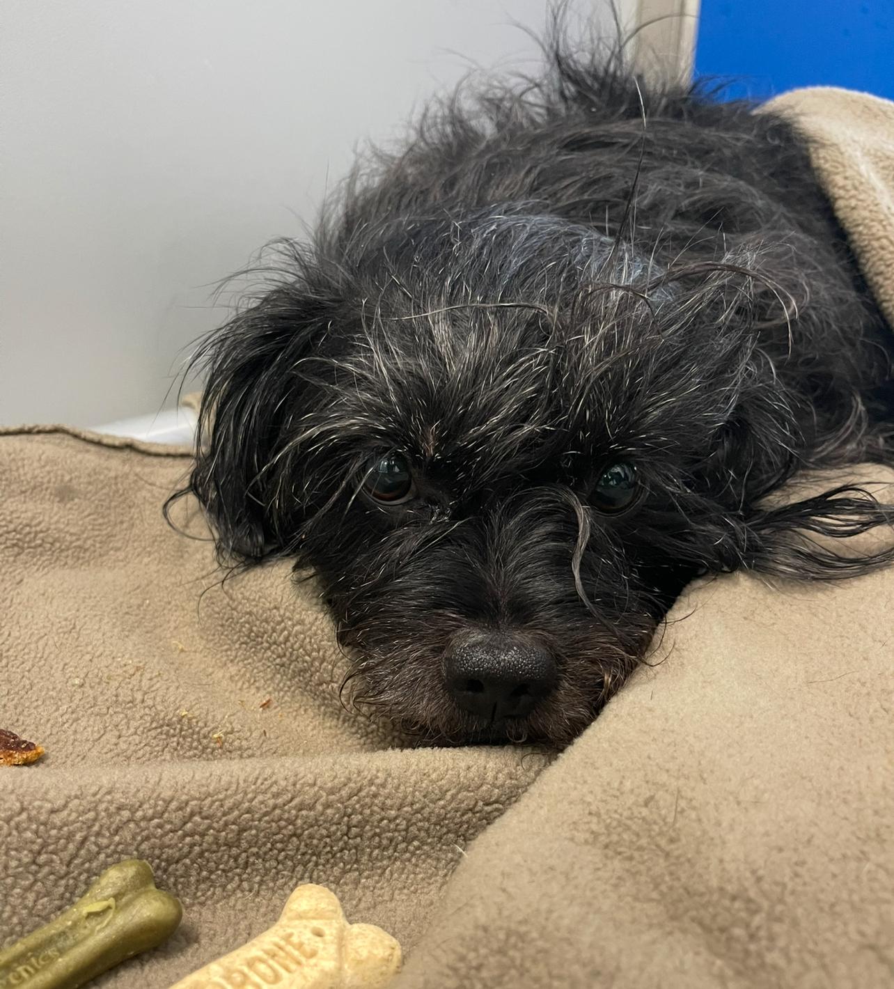 Tabitha, a Adoptable mixed breed in Prineville, OR image 4/5