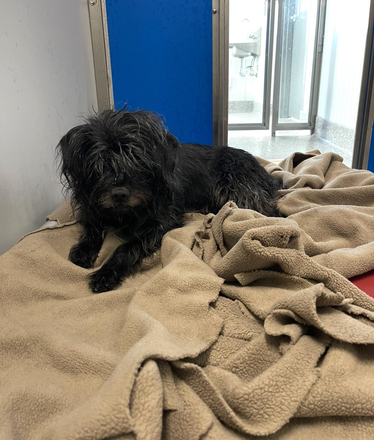 Tabitha, a Adoptable mixed breed in Prineville, OR image 5/5