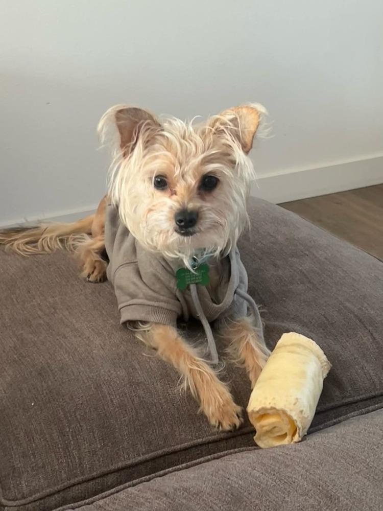 Dodger, Adoptable, Adult Male Yorkshire Terrier.