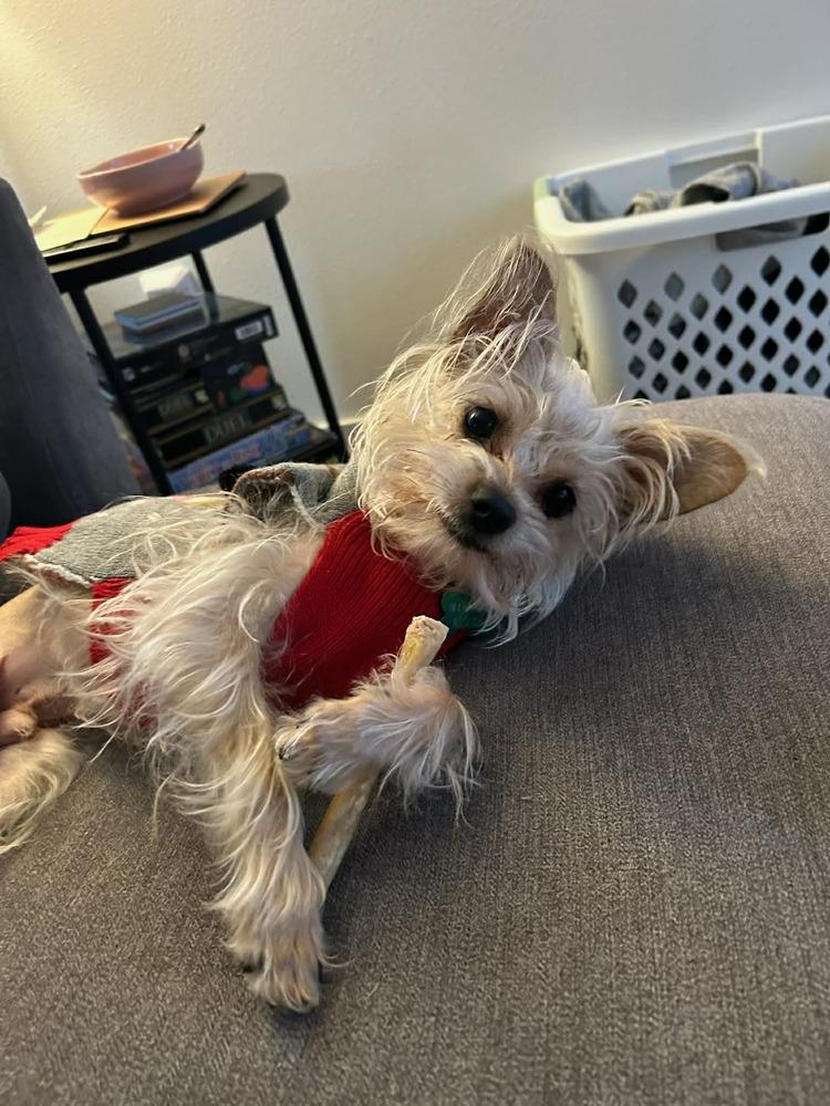 Enlarge Dodger, a Adoptable mixed breed in Rathdrum, ID image 2/6