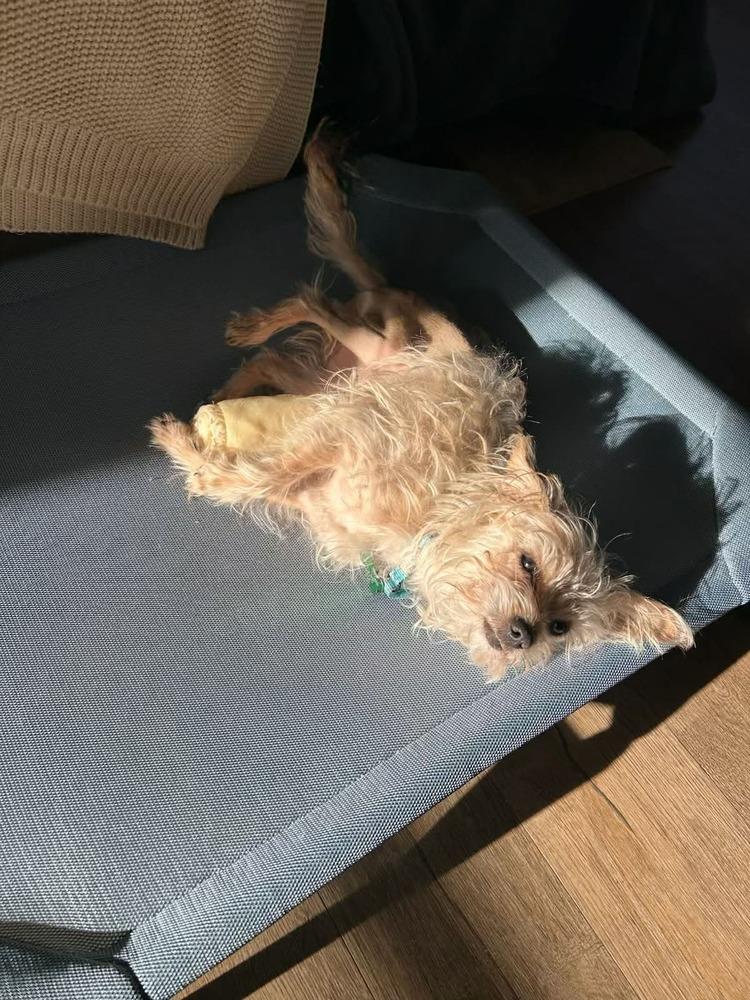 Enlarge Dodger, a Adoptable mixed breed in Rathdrum, ID image 3/6