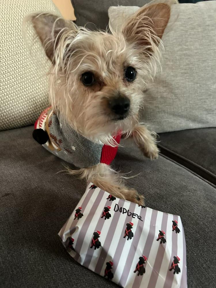 Enlarge Dodger, a Adoptable mixed breed in Rathdrum, ID image 4/6