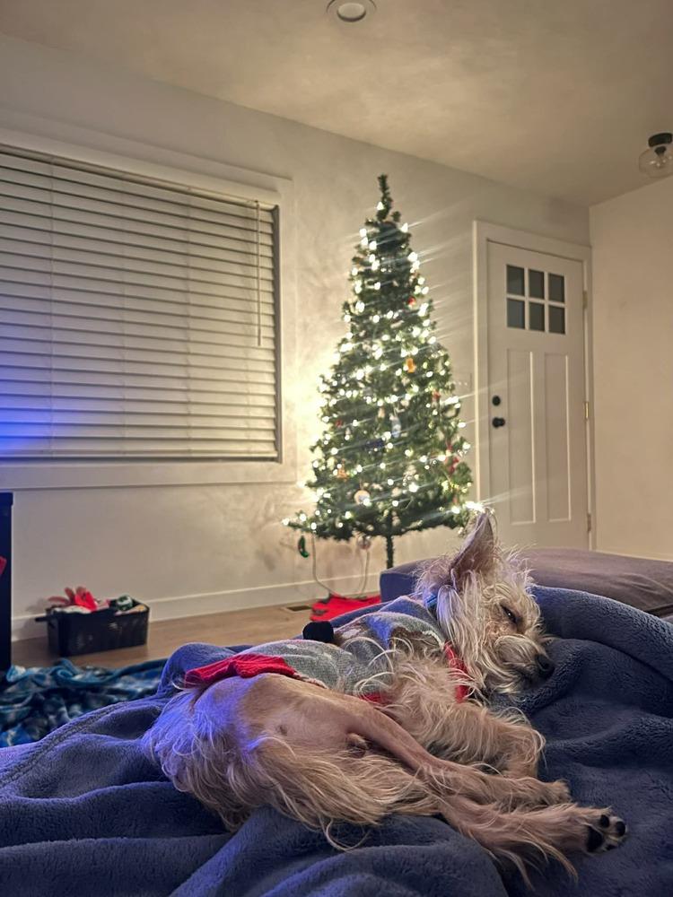 Enlarge Dodger, a Adoptable mixed breed in Rathdrum, ID image 5/6