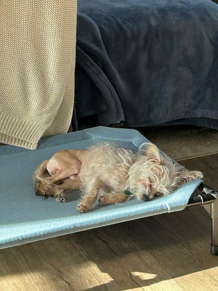 Enlarge Dodger, a Adoptable mixed breed in Rathdrum, ID image 6/6