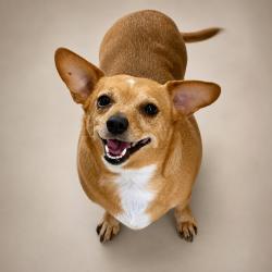 Maia, adopted, Senior Female Chiweenie.