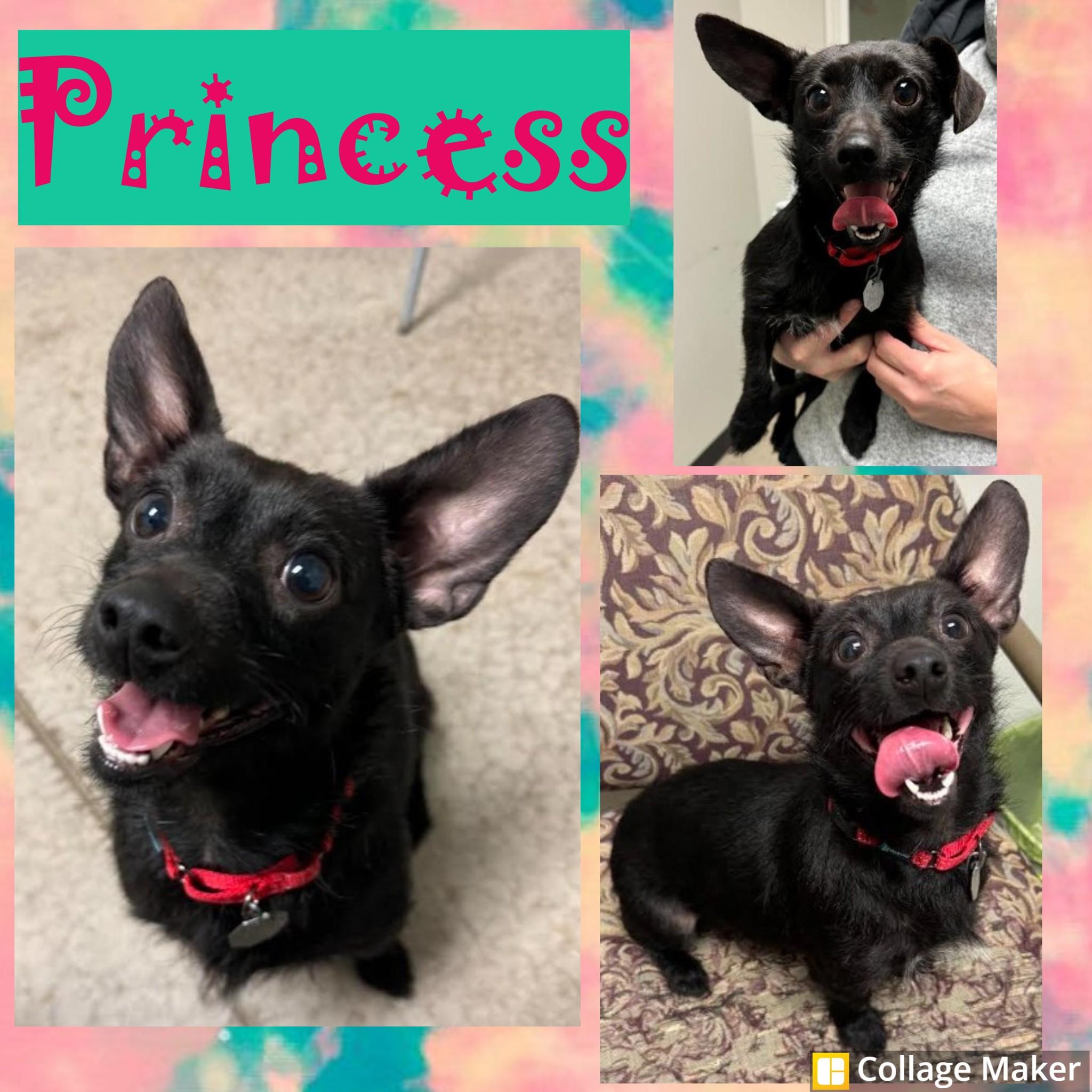 Princess, Adoptable, Adult Female Terrier.
