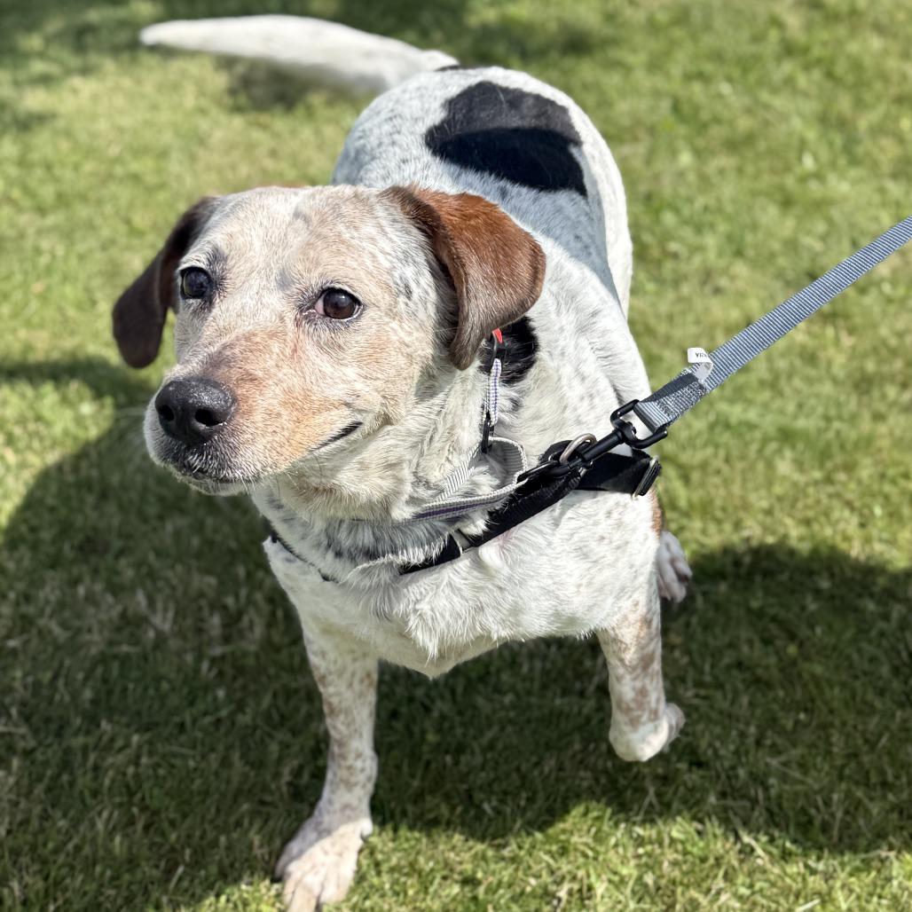 Violet, Adoptable, Senior Female Mixed Breed.