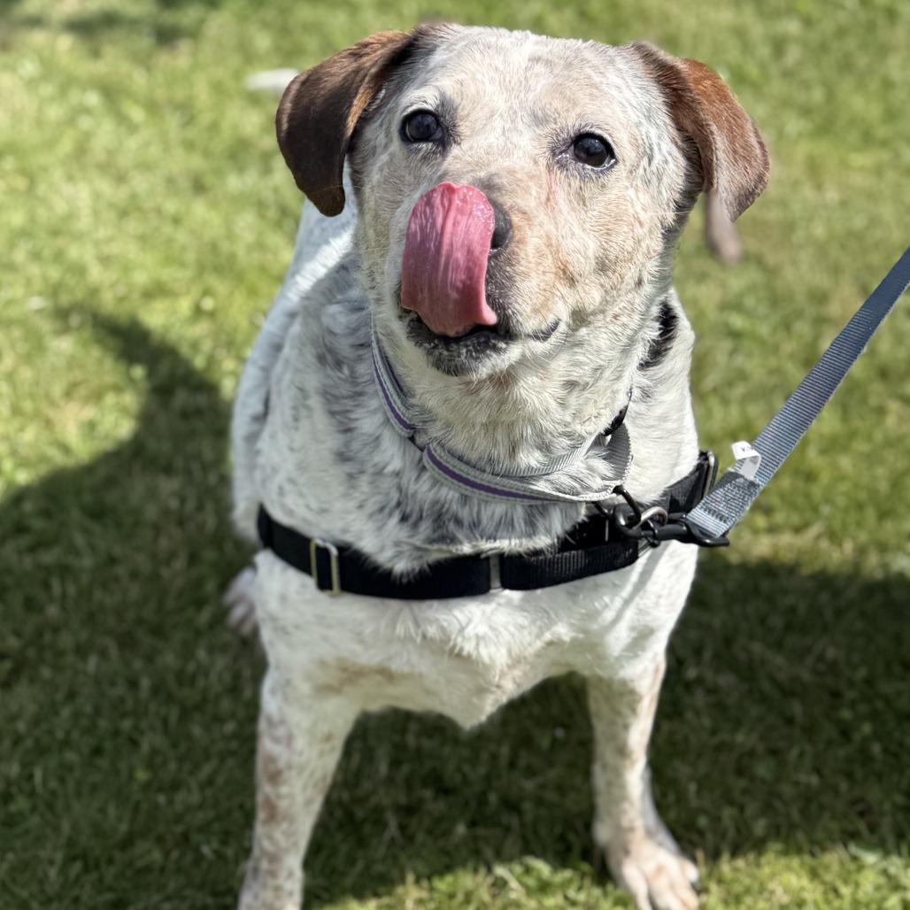 Enlarge Violet, a Adoptable Mixed Breed in Dover, NH image 2/4