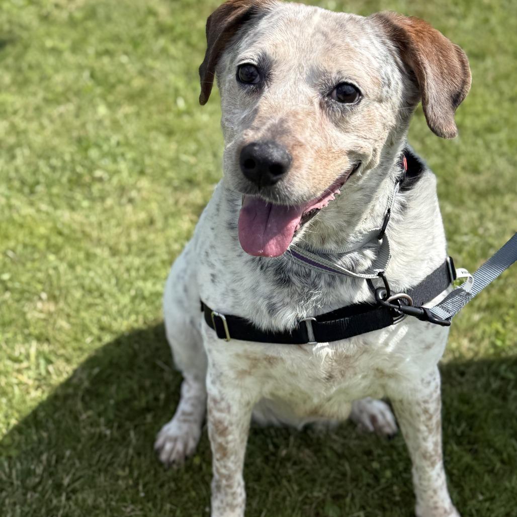 Enlarge Violet, a Adoptable Mixed Breed in Dover, NH image 3/4