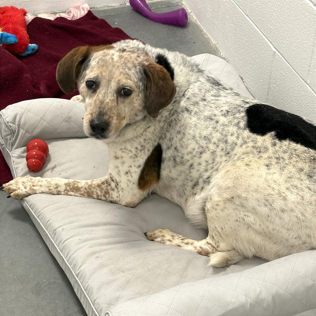 Enlarge Violet, a Adoptable Mixed Breed in Dover, NH image 4/4