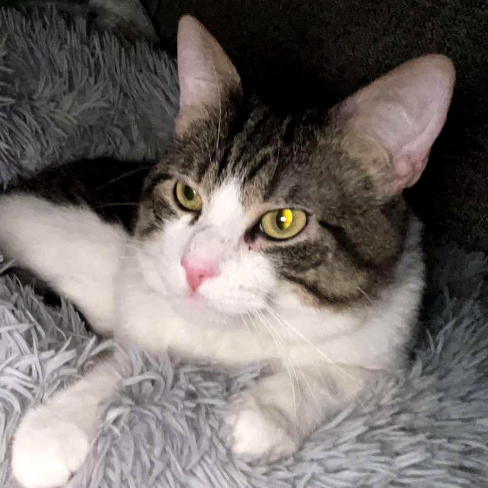 Gremlin Carver, Adoptable, Adult Male Domestic Short Hair.