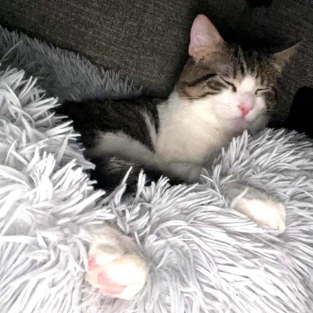 Gremlin Carver, a Adoptable Domestic Short Hair in Eagle Mountain, UT image 2/3