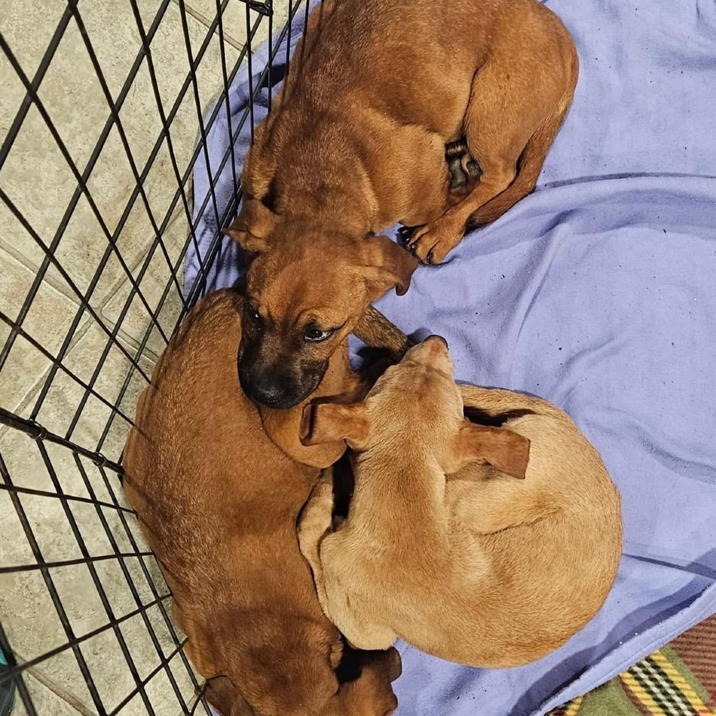 Enlarge Lexi, a Adoptable mixed breed in Pasadena , MD image 1/6