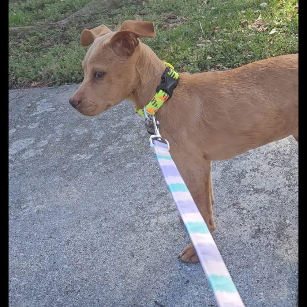 Enlarge Lexi, a Adoptable mixed breed in Pasadena , MD image 2/6