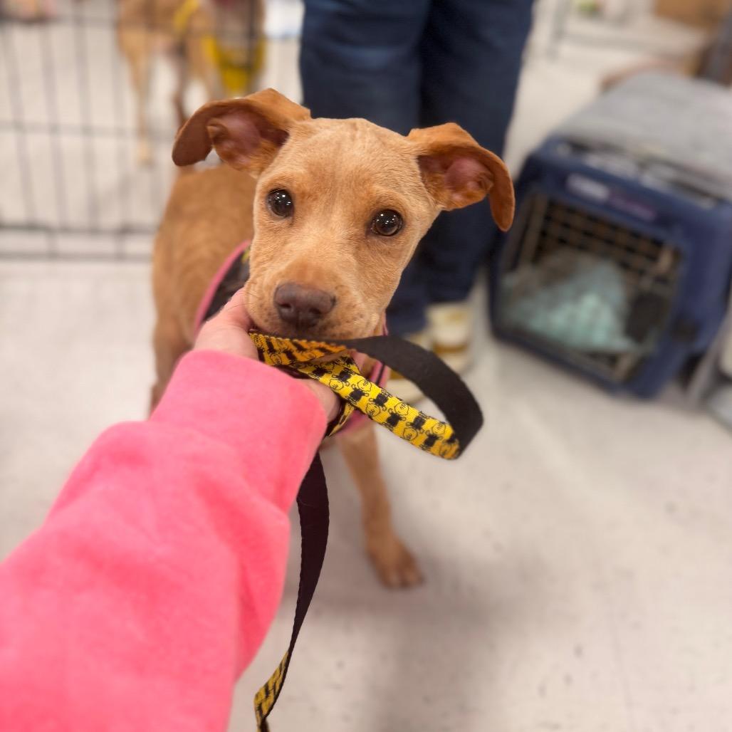 Enlarge Lexi, a Adoptable mixed breed in Pasadena , MD image 3/6