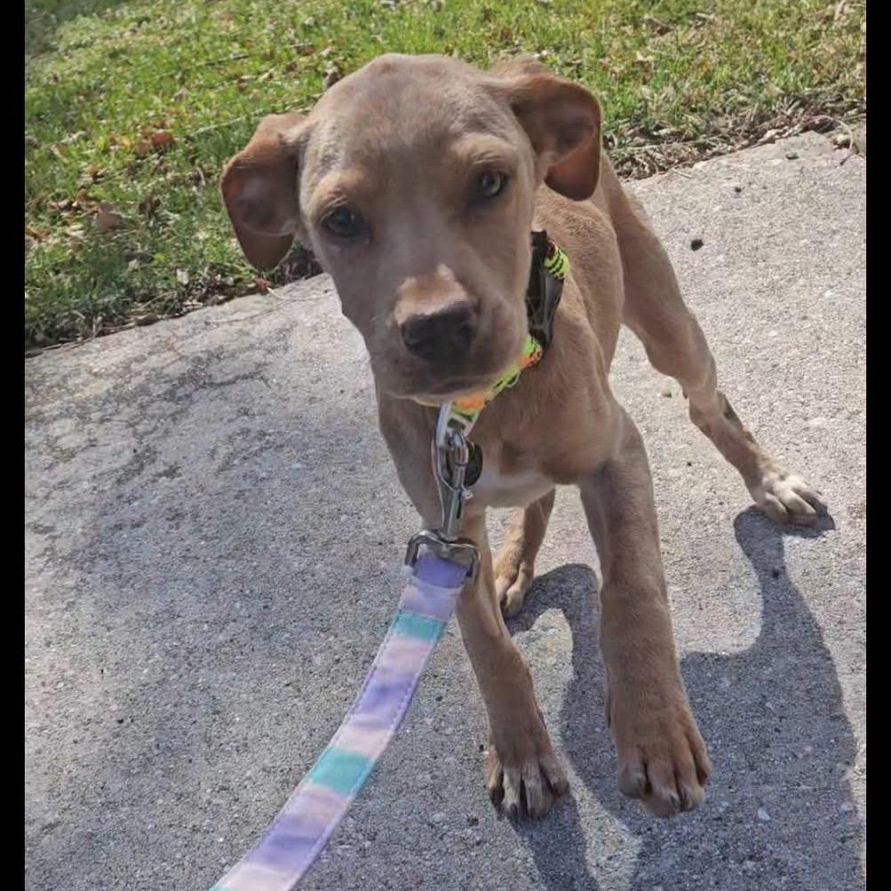 Enlarge Lexi, a Adoptable mixed breed in Pasadena , MD image 4/6