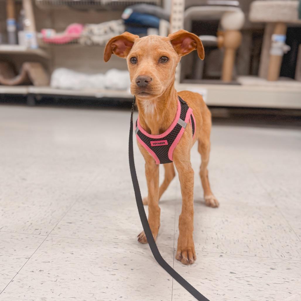 Enlarge Lexi, a Adoptable mixed breed in Pasadena , MD image 5/6