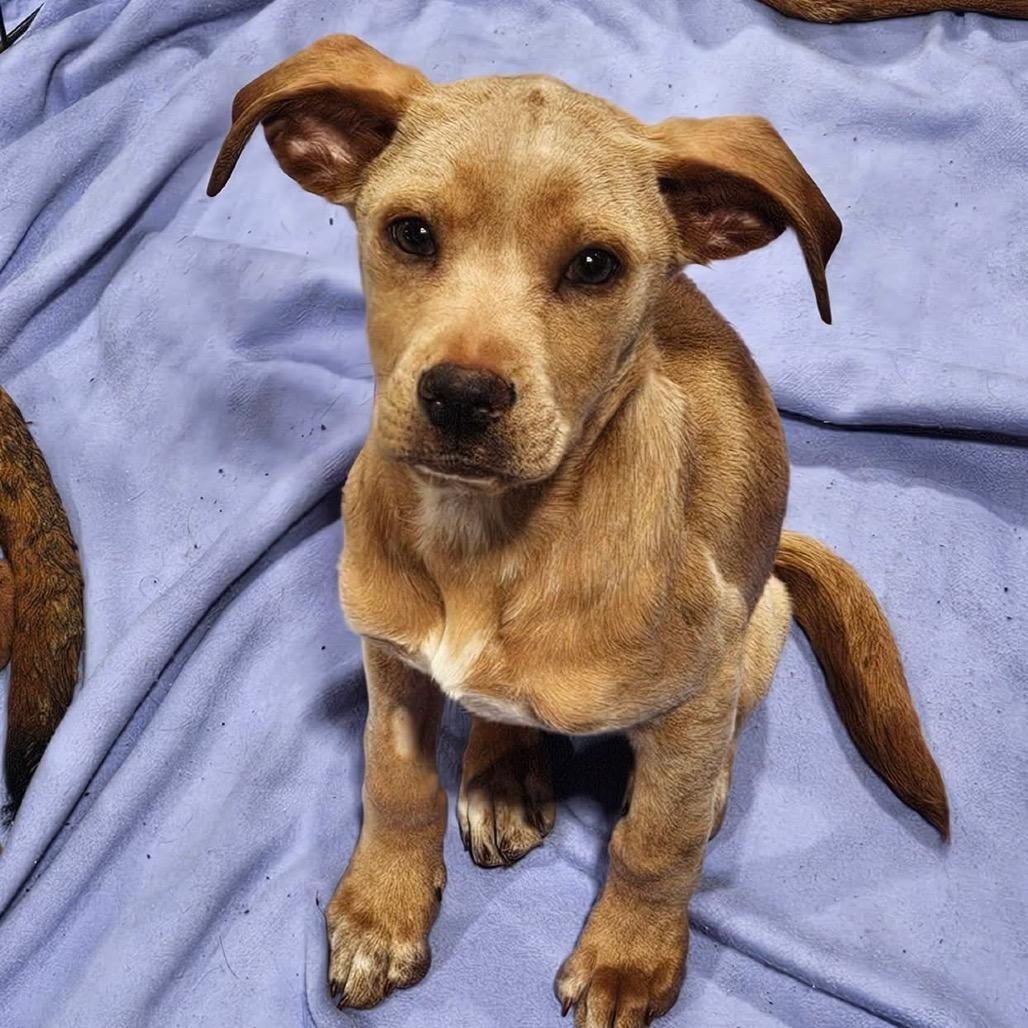 Enlarge Lexi, a Adoptable mixed breed in Pasadena , MD image 6/6