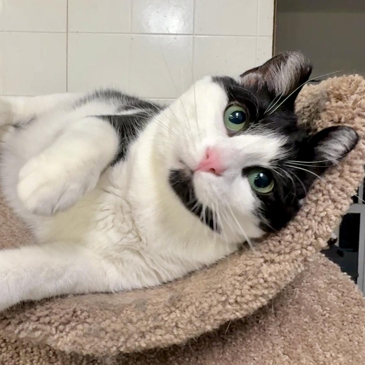 Oreo, a Adoptable Domestic Short Hair in Beacon, NY image 4/5