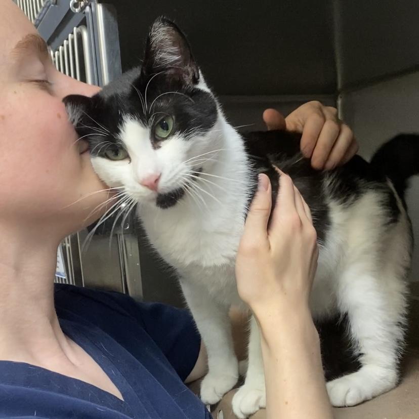 Oreo, a Adoptable Domestic Short Hair in Beacon, NY image 2/5