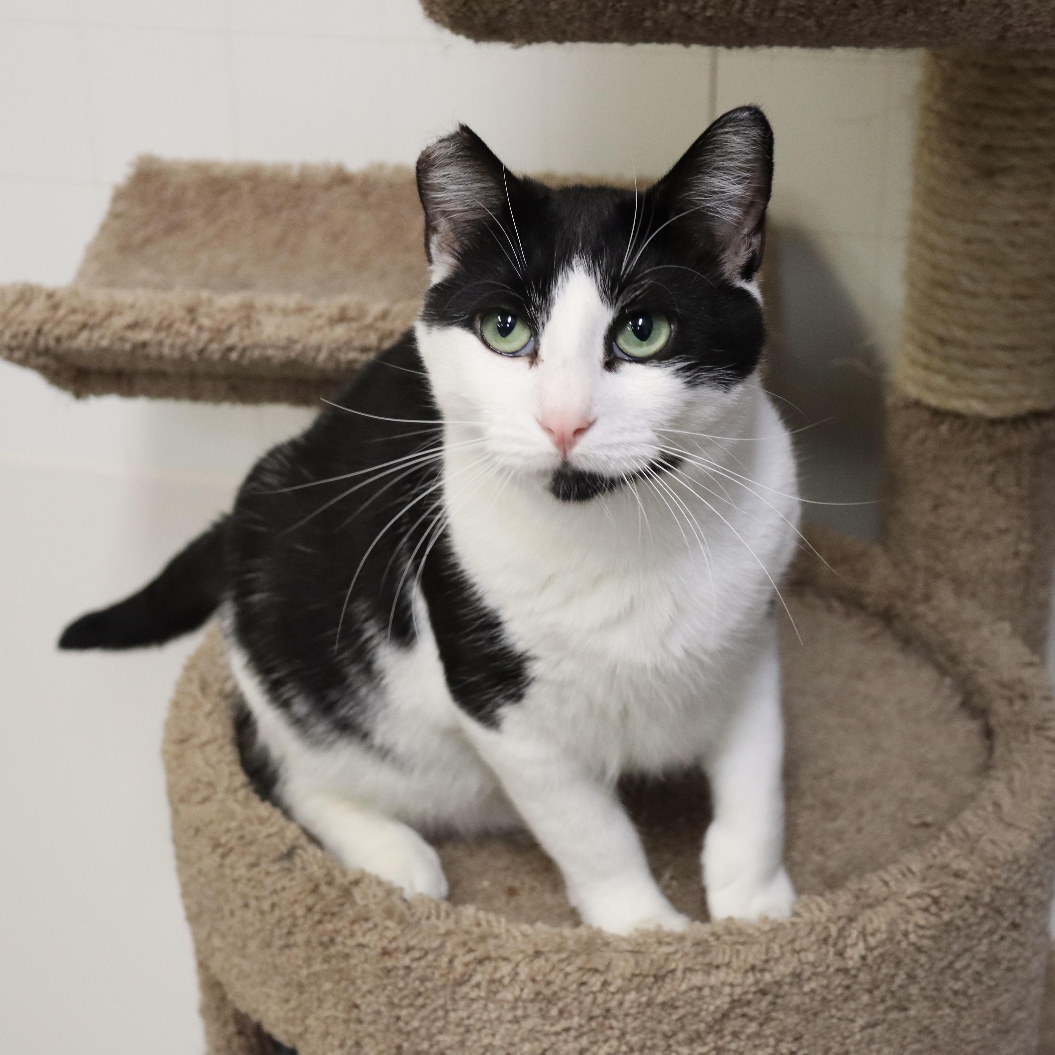Oreo, a Adoptable Domestic Short Hair in Beacon, NY image 5/5