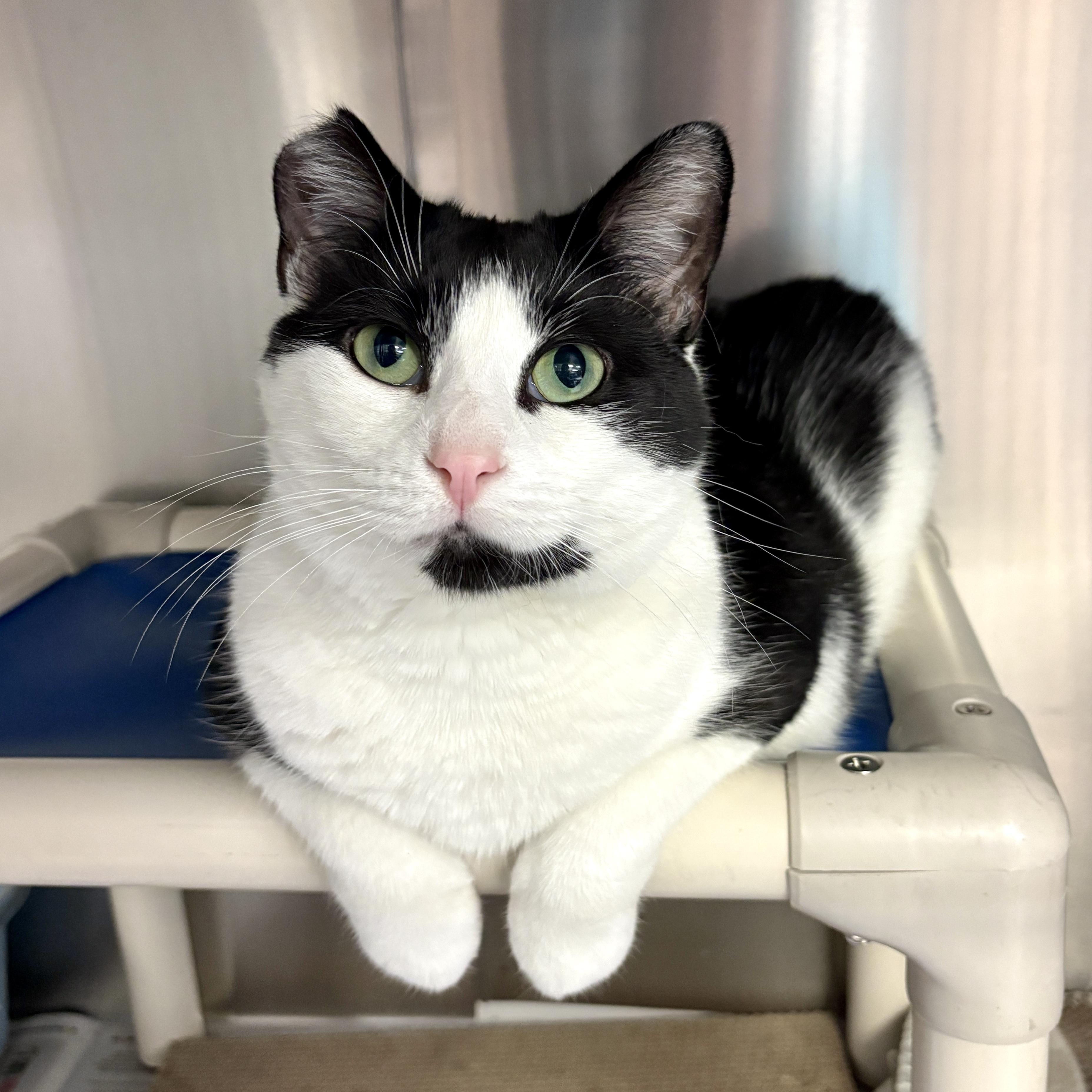 Oreo, Adoptable, Young Male Domestic Short Hair.