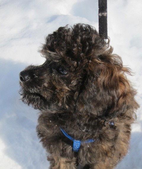 Enlarge Leo, a Adopted mixed breed in Etobicoke, ON image 1/3