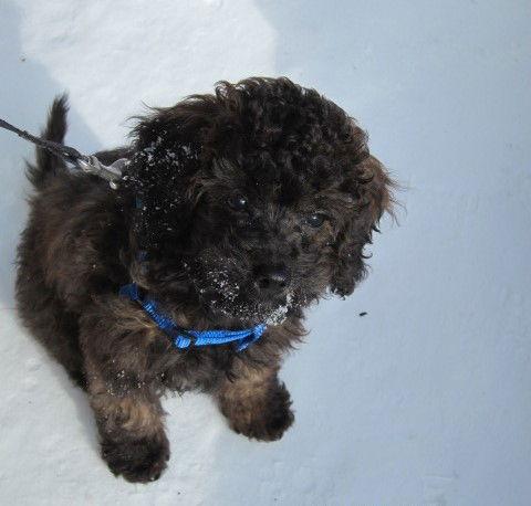 Enlarge Leo, a Adopted mixed breed in Etobicoke, ON image 2/3