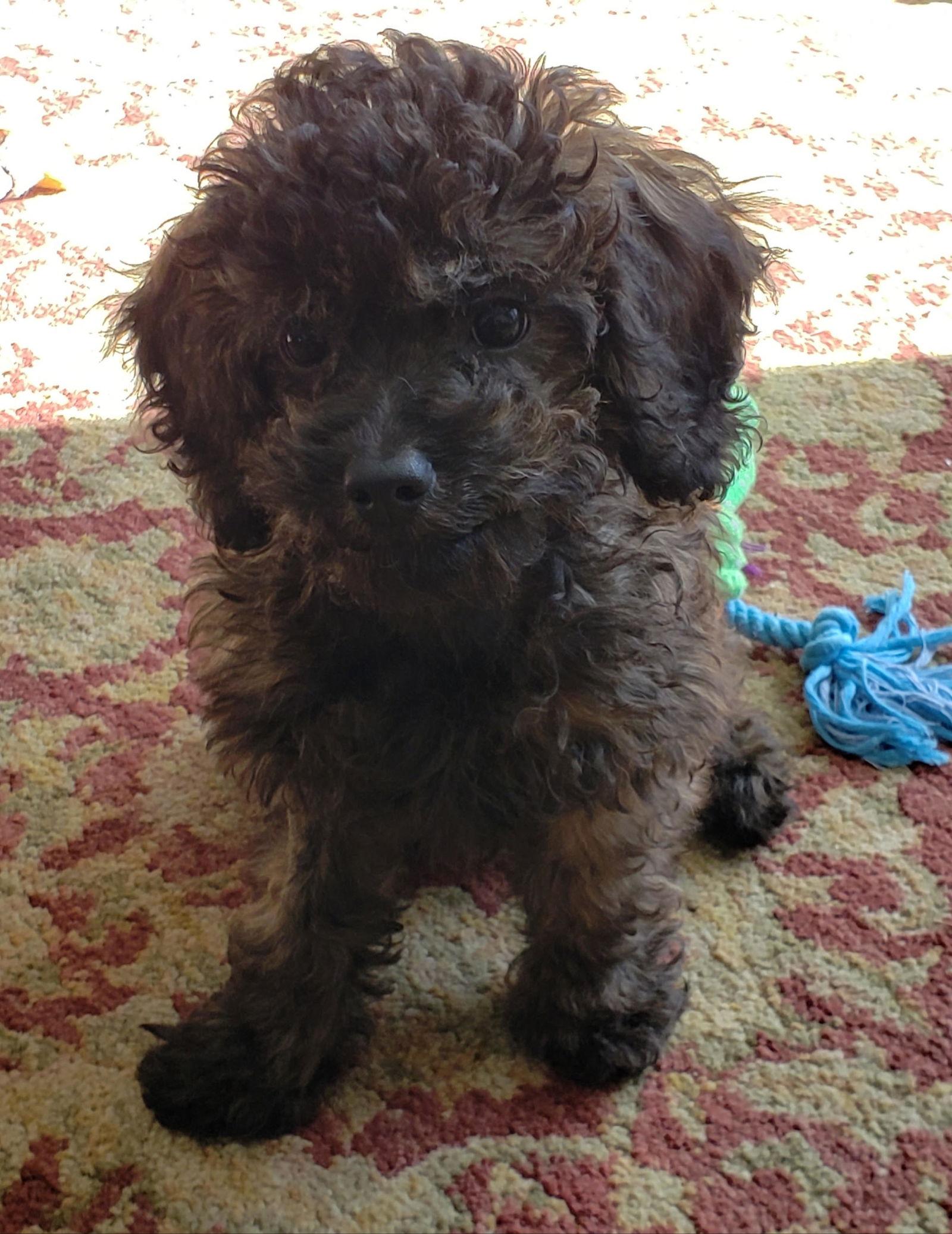 Enlarge Leo, a Adopted mixed breed in Etobicoke, ON image 3/3