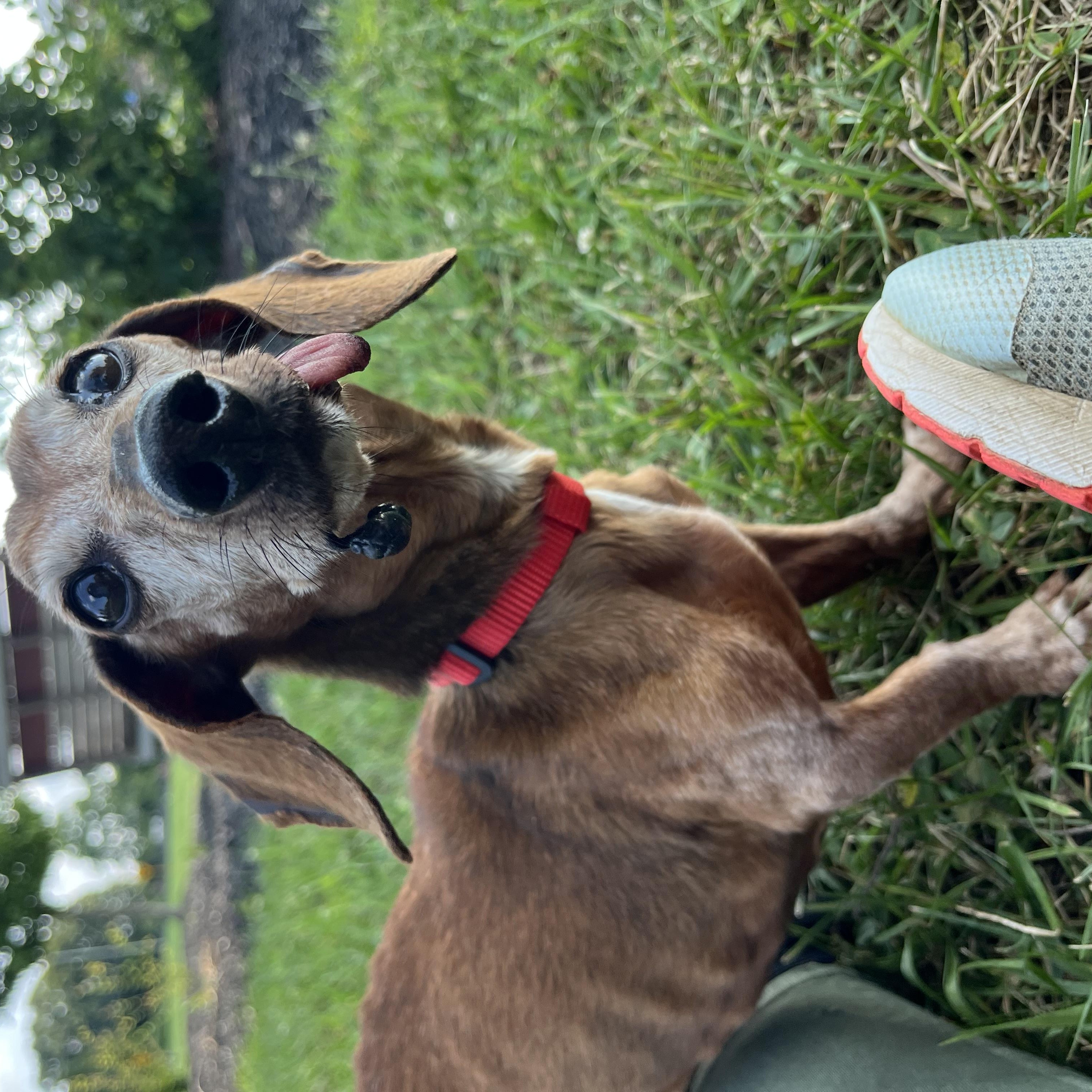 Enlarge Jersey, a ADOPTABLE Miniature Dachshund in Monroe, OH image 1/2